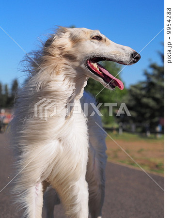 犬のアップ 9954288