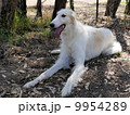 白い犬 9954289