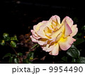バラ 9954490