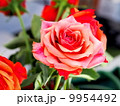 バラ 9954492