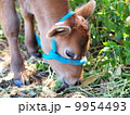 仔牛 9954493