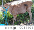 子牛 9954494