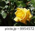黄色のバラ 9954572