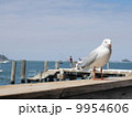 カモメ 9954606