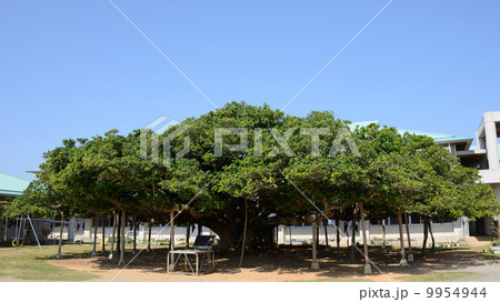 沖永良部島 沖永良部島 9954944