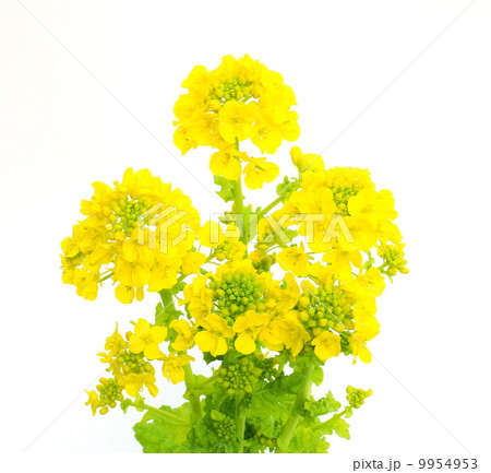 菜の花 9954953