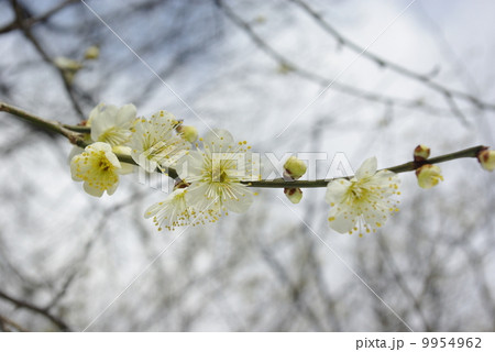 梅の花_岐阜梅林公園 9954962
