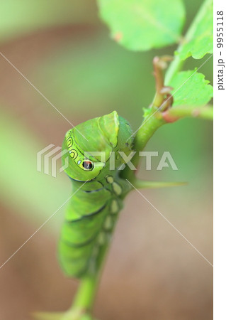 ナミアゲハの幼虫 9955118