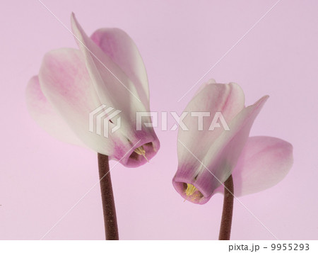 淡い桃色のシクラメン２輪 9955293
