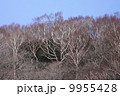 冬のダケカンバ 9955428