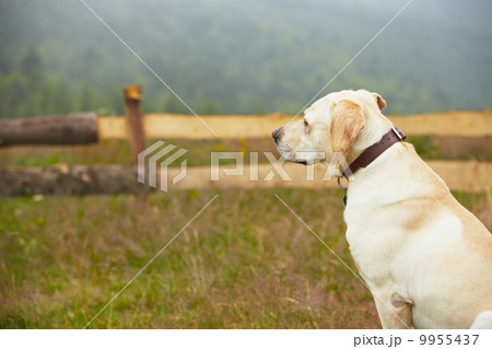Dog in nature 9955437