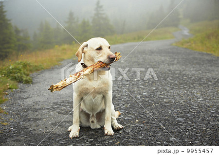 Dog with stick 9955457