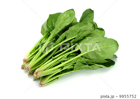 ほうれん草 9955752