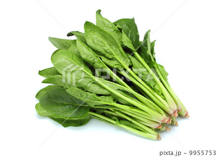 ほうれん草 ほうれん草 9955753