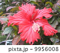ハイビスカス 9956008