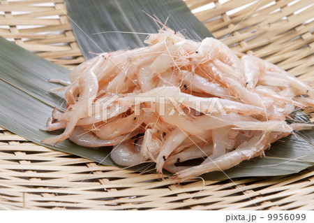 白エビ 白エビ 9956099
