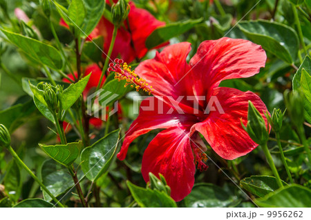 Hibiscus flower close-up 9956262