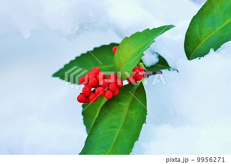 正月イメージ・新雪に千両の実・横位置 正月イメージ・新雪に千両の実・横位置 9956271