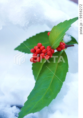 正月イメージ・新雪に千両の実・縦位置 9956272