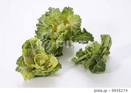 プチヴェール２ 9956274