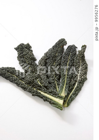 黒キャベツ 9956276