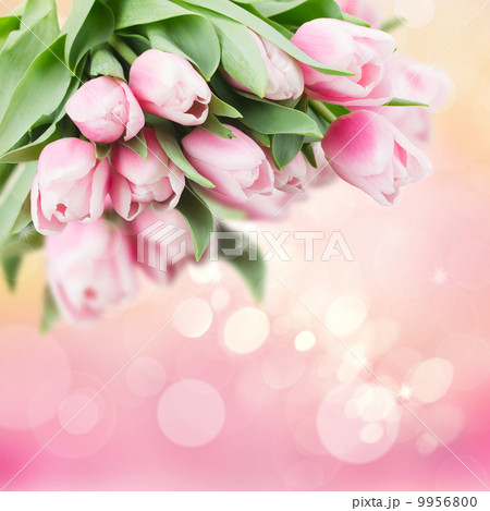 pink   tulips 9956800