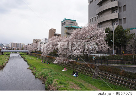 川と桜 川と桜 9957079