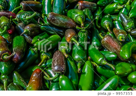 A large group of pretty Jalapeno peppers 9957355