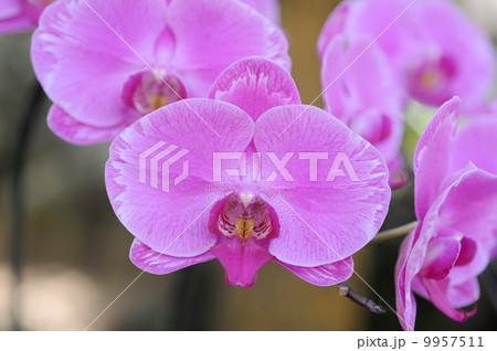 コチョウラン コチョウラン 9957511