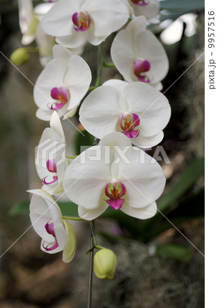 コチョウラン コチョウラン 9957516