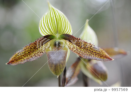 パフィオペディルム 9957569