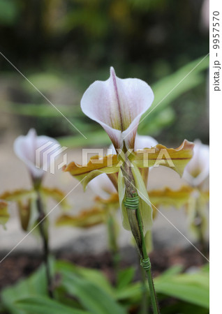 パフィオペディルム 9957570