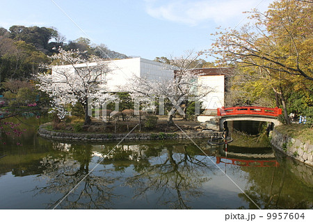 鎌倉鶴岡八幡宮の平家池とサクラ 9957604