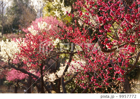 3月花 コウバイ・バラ科176 3月花 コウバイ・バラ科176 9957772