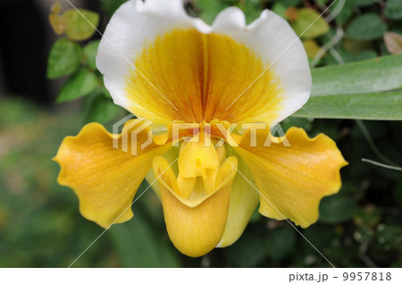 パフィオペディルム パフィオペディルム 9957818