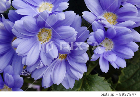 サイネリア　02 9957847