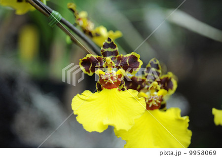 オンシジューム・マッカリーゴトフ 9958069