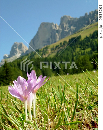 イタリア・ドロミテ・コスタンガ峠 9958201