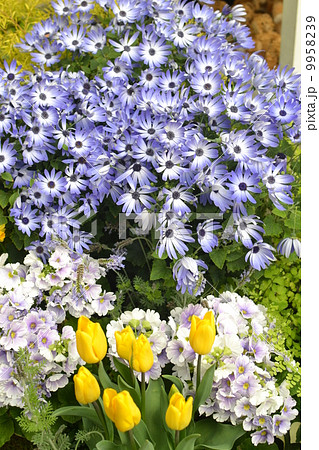 サイネリア サイネリア 9958239