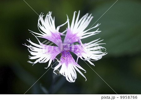 カワラナデシコ カワラナデシコ 9958766