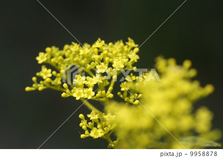 オミナエシ オミナエシ 9958878