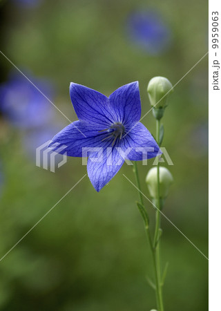 キキョウ 9959063