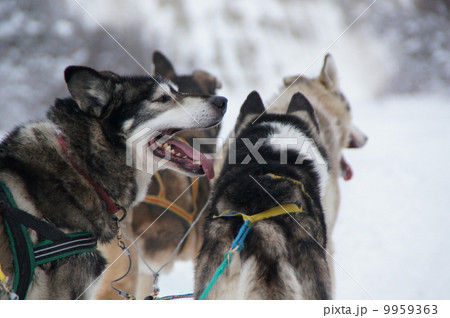 犬そり カナダ ホワイトホース の写真素材 犬そり カナダ ホワイトホース の写真素材