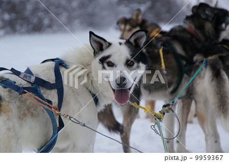 犬そり カナダ ホワイトホース の写真素材