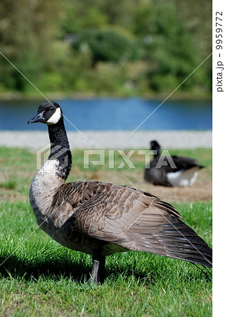 Close-up Canadian goose 9959772
