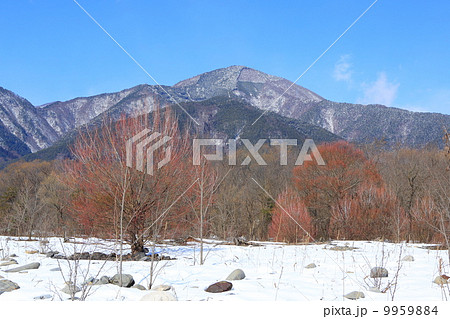 梓川下流域　冬のケショウヤナギ 9959884