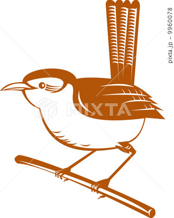 wren bird perched on branch wren bird perched on branch 9960078