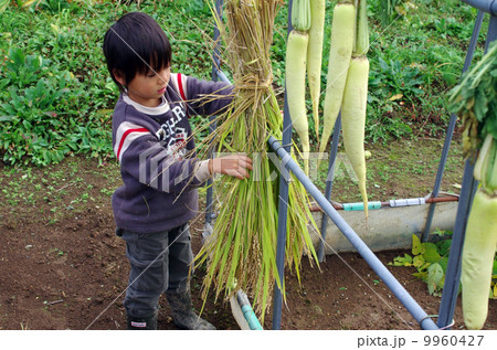 稲刈り風景（稲の束を乾燥させるシーン） 9960427