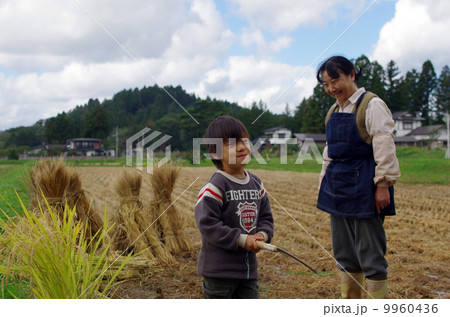 子供と祖母の稲刈り風景 9960436