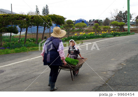 育苗箱（育成した苗）と孫を一輪車で運ぶ祖母 9960454